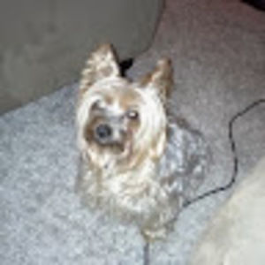 Meet your Posher, Alex